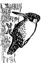 Woodpecker